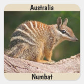 Australia Numbat Vierkante Sticker (Voorkant)