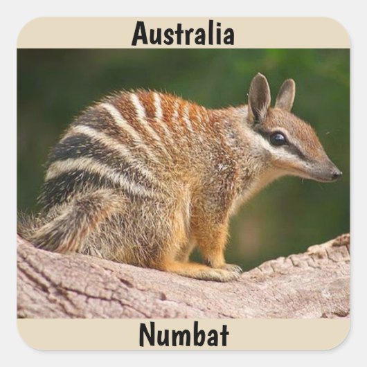 Australia Numbat Vierkante Sticker (Voorkant)