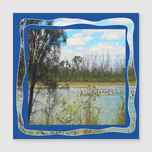 Australia Pelican Flock River Murray (Voorkant)