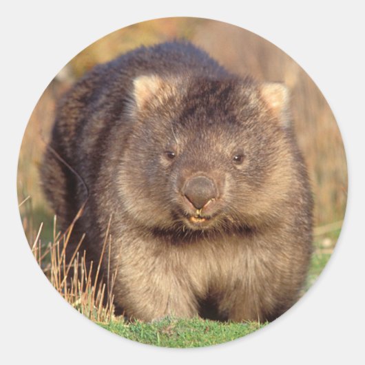 Australia Wombat Ronde Sticker (Voorkant)