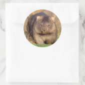 Australia Wombat Ronde Sticker (Tas)