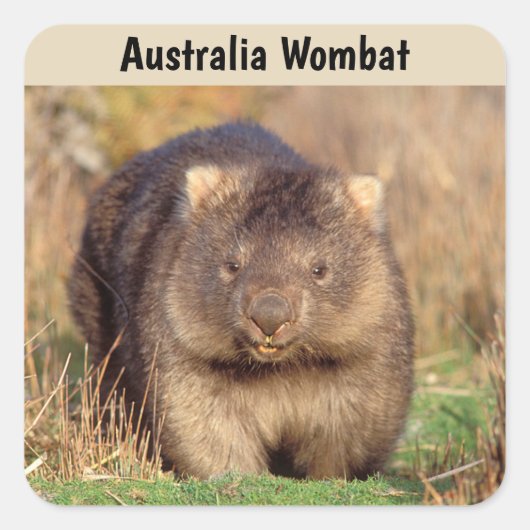 Australia Wombat Vierkante Sticker (Voorkant)