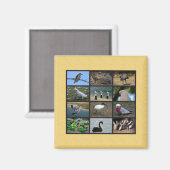 Australian Bird Photo Collage Magneet (Voorkant / Achterkant)