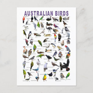 Australian Birds Chart briefkaart