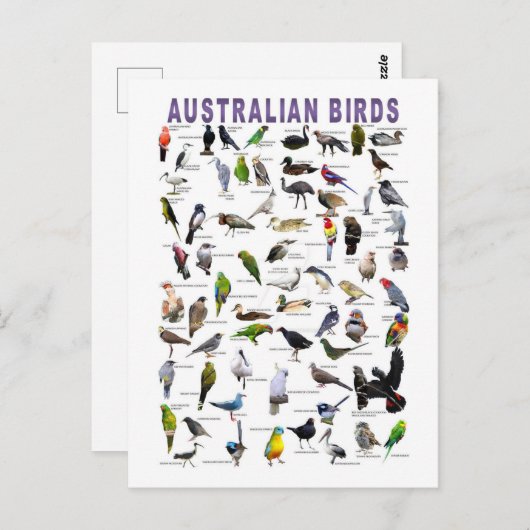 Australian Birds Chart briefkaart (Voorkant / Achterkant)