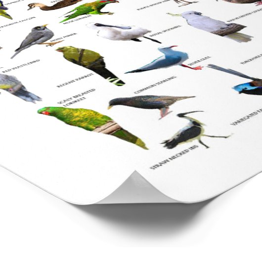 Australian Birds Chart poster (Hoek)