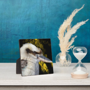 Australian Blue Winged Kookaburra, Fotoplaat