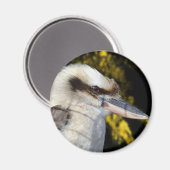 Australian Blue Winged Kookaburra, Magneet (Voorkant / Achterkant)