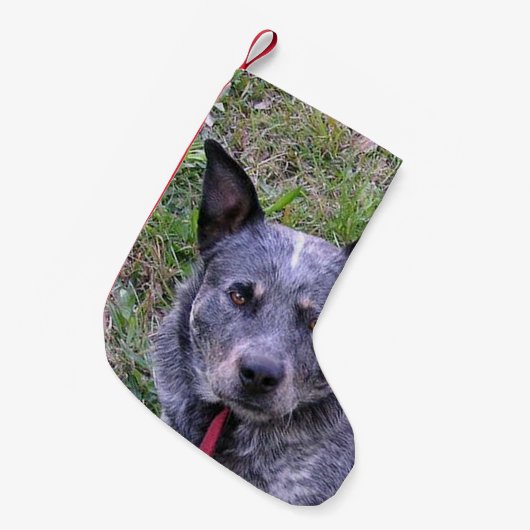 Australian_bovine_dog blue.png kleine kerstsok (Voorkant (Hangend))