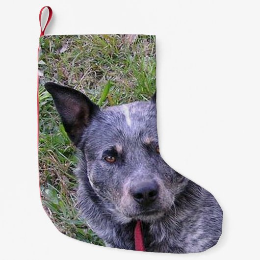 Australian_bovine_dog blue.png kleine kerstsok (Voorkant)
