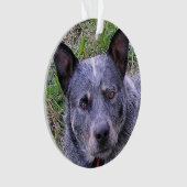 Australian_bovine_dog blue.png ornament (voorkant)