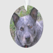 Australian_bovine_dog blue.png ornament (voorkant)