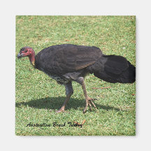 Australian Brush (Struik) Turkije