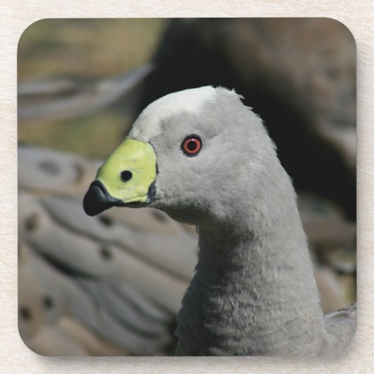Australian Cape Barren Goose Bier Onderzetter (Voorkant)