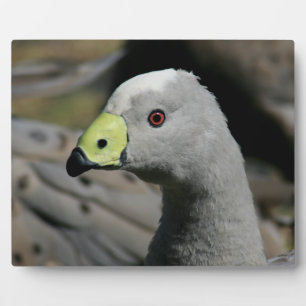 Australian Cape Barren Goose Fotoplaat