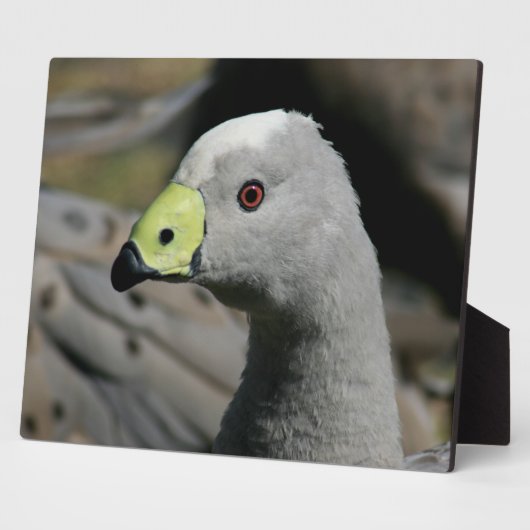 Australian Cape Barren Goose Fotoplaat (Zijkant)