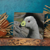 Australian Cape Barren Goose Fotoplaat (Zijkant)