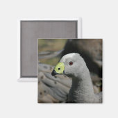 Australian Cape Barren Goose Magneet (Voorkant / Achterkant)