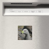 Australian Cape Barren Goose Magneet (Insitu (Vaatwasser))