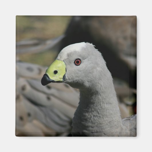 Australian Cape Barren Goose Magneet (Voorkant)