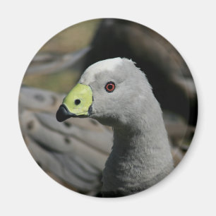 Australian Cape Barren Goose Magneet