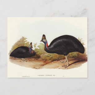 Australian Cassowary van Elizabeth Gould Briefkaart