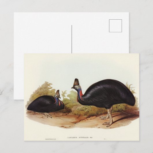 Australian Cassowary van Elizabeth Gould Briefkaart (Voorkant / Achterkant)