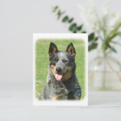 Australian Cattle Dog 9F059D-14 Briefkaart (Staand voorkant)