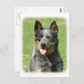 Australian Cattle Dog 9F059D-14 Briefkaart (Voorkant / Achterkant)