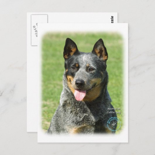 Australian Cattle Dog 9F059D-14 Briefkaart (Voorkant / Achterkant)