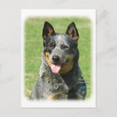 Australian Cattle Dog 9F059D-14 Briefkaart (Voorkant)