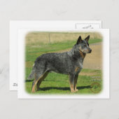 Australian Cattle Dog 9F060D-06 Briefkaart (Voorkant / Achterkant)