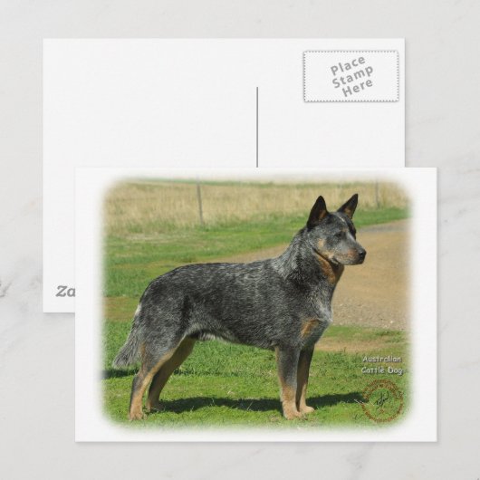 Australian Cattle Dog 9F060D-06 Briefkaart (Voorkant / Achterkant)