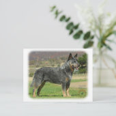 Australian Cattle Dog 9F060D-18 Briefkaart (Staand voorkant)