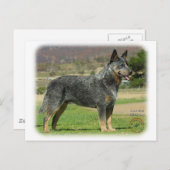 Australian Cattle Dog 9F060D-18 Briefkaart (Voorkant / Achterkant)