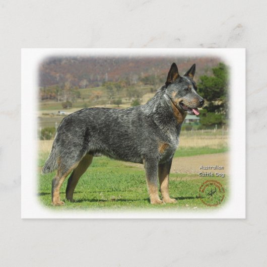 Australian Cattle Dog 9F060D-18 Briefkaart (Voorkant)