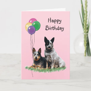 Australian Cattle Dog, Birthday Balloons Kaart