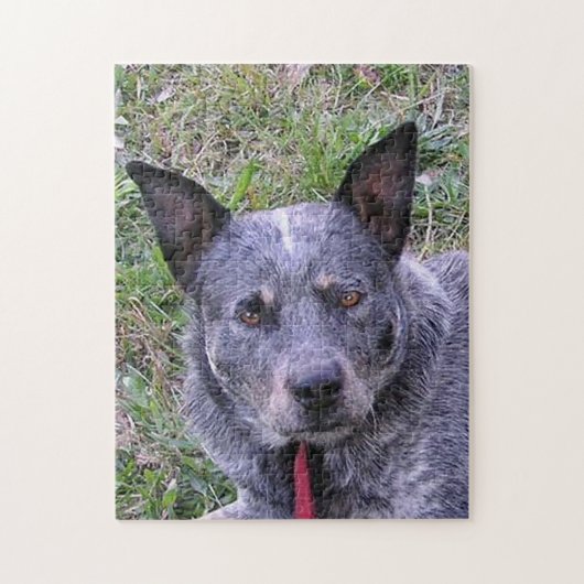 Australian_cattle_dog blue.png legpuzzel (Verticaal)