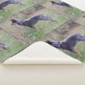 Australian_Cattle_Dog_blue vol Sherpa Deken (3/4)