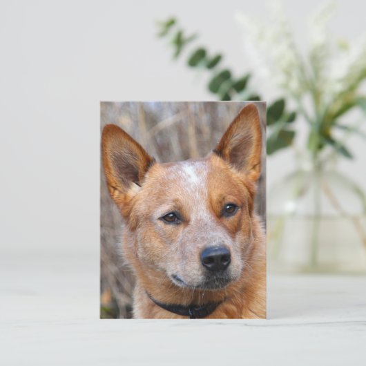 Australian Cattle Dog Briefkaart (Staand voorkant)