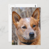 Australian Cattle Dog Briefkaart (Voorkant / Achterkant)