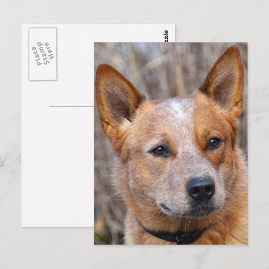 Australian Cattle Dog Briefkaart (Voorkant / Achterkant)