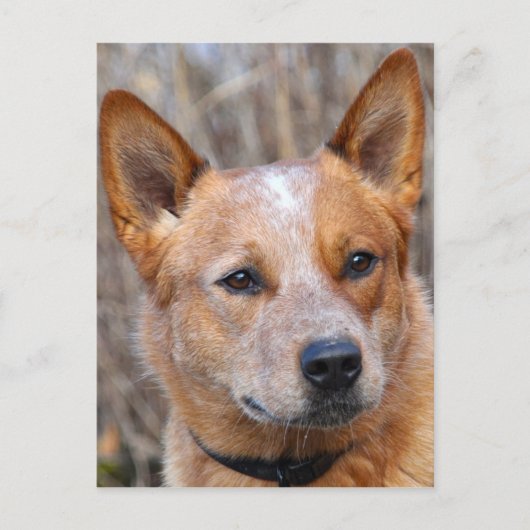 Australian Cattle Dog Briefkaart (Voorkant)