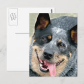 Australian Cattle Dog Briefkaart (Voorkant / Achterkant)