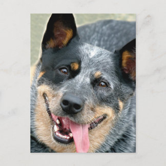 Australian Cattle Dog Briefkaart