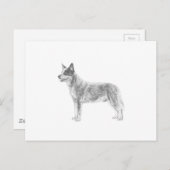 Australian Cattle Dog Briefkaart (Voorkant / Achterkant)