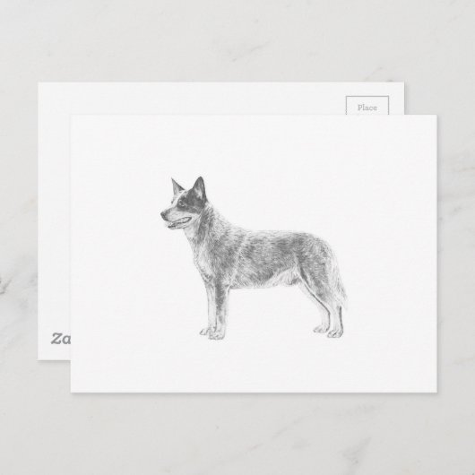 Australian Cattle Dog Briefkaart (Voorkant / Achterkant)