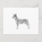 Australian Cattle Dog Briefkaart (Voorkant)