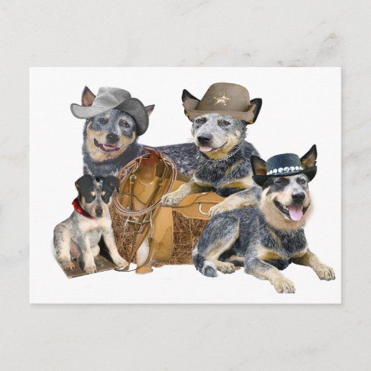 Australian Cattle Dog Briefkaart (Voorkant)