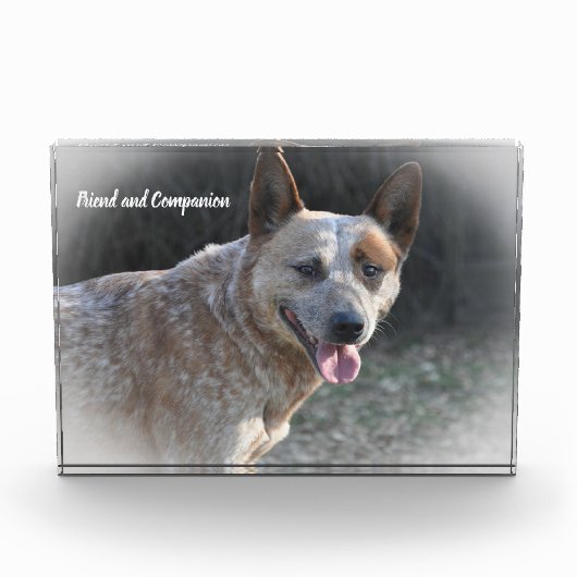 Australian Cattle Dog Fotoblokken (Voorkant)